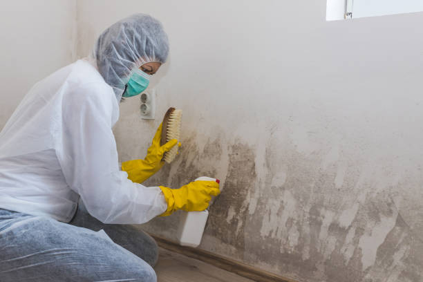 Environmental Consulting for Mold Prevention in Brownsville, TN